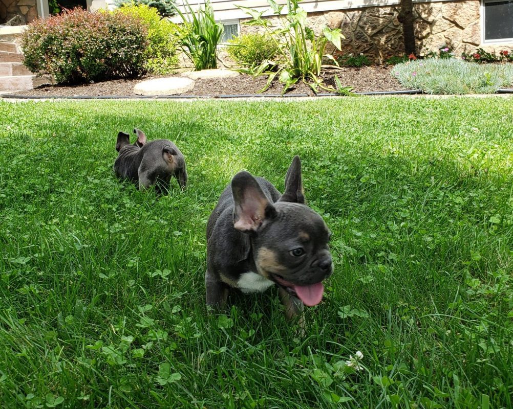 6-fun-facts-you-probably-didn-t-know-about-french-bulldogs-world