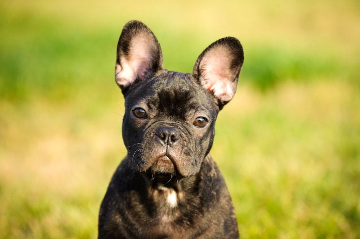 french bulldog for sale